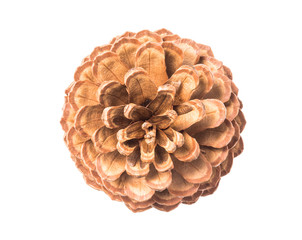Pinus pinea, cone of stone pine isolated on white