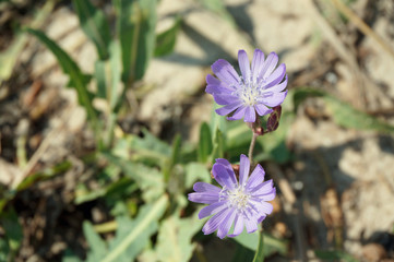 blühende Wegwarte