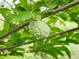 Custard apple fruit on green tree in the garden