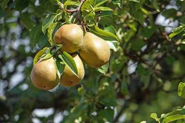 reife Birnen am Baum