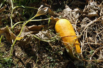 Yellow pumpkin in the garden among the dried plants