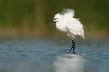 Little egret in wedding plumage