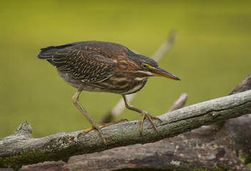 Green Heron