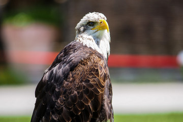 Adler