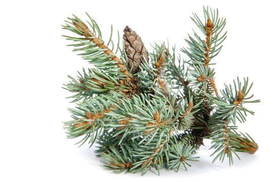The branch of blue spruce on white background..