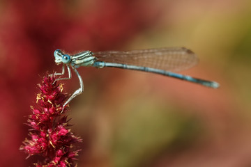 Close up of a dragonfly on a red flower blossom. Focus on the eye