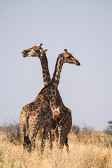 Giraffe im Etoscha Nationalpark in Namibia