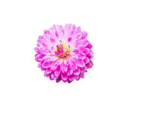 Pink Dhalia flower in the rainy garden on white background,soft focus.Saved with clipping path