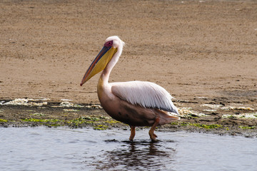 Rosa Pelikan in der Walfischbucht in Namibia - Pelecanus onocrotalus