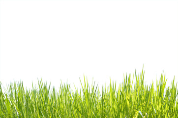 grase background