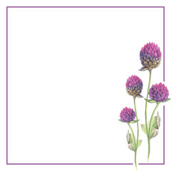 Gomphrena wildflower rose isolated background in watercolor draw