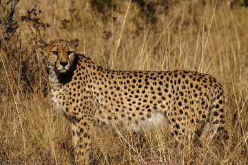 Namibia - Gepard