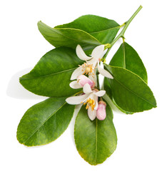  Lemon flowers and buds on a branch, above view.