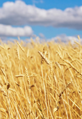 golden wheat field