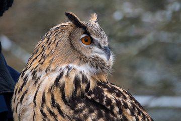 Waldohreule - Bubo bubo