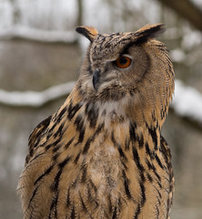 Waldohreule - Bubo bubo