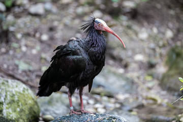 Waldrapp - Geronticus eremita