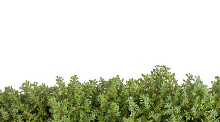 leaf plant, leaf nature