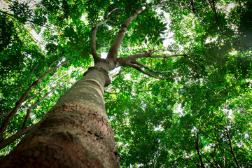 Fototapeta premium Large, high,tree,Tall tree in a forest.