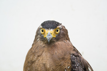 Crested serpent eagle ( Spilornis cheela )