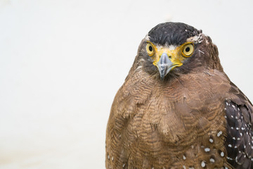 Crested serpent eagle ( Spilornis cheela )