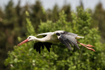 Weißstorch - Ciconia ciconia
