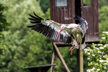 Wei&szlig;storch - Ciconia ciconia