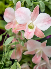 Bouquet of beautiful orchid flower