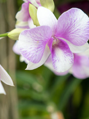 Fototapeta na wymiar Bouquet of beautiful orchid flower