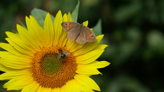 butterfly and bumble-bee on sunflower