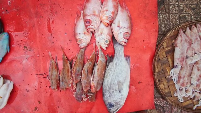 Closeup Sea Fish Common Squid on Red Plastic Mat on Ground