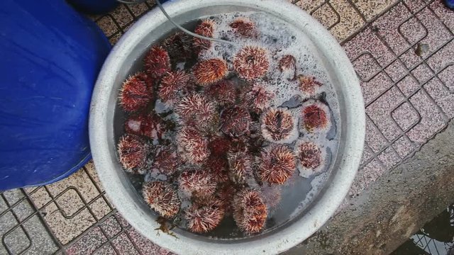 Closeup Sea-urchins in White Bowl on Stone Ground