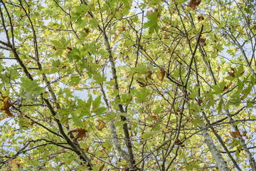 The tree with large green leaves that adorns the town of Montalcino, Tuscany