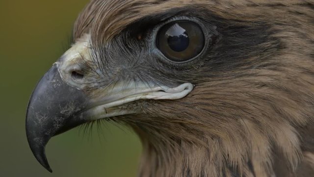 The face of a hawk