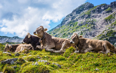 Herd of cows resting in an alpine pasture