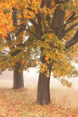 two autumn trees
