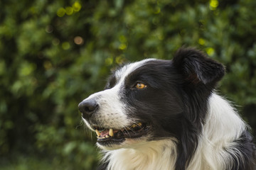 portrait of a border collie dog and still see what's around him.