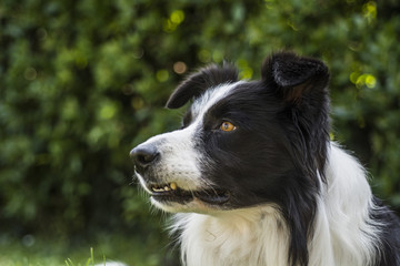 Fototapeta premium portret psa rasy border collie i nadal widzieć, co go otacza.