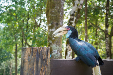 Helmeted hornbill in the forest