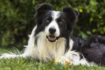 portrait of a border collie dog and still see what's around him.