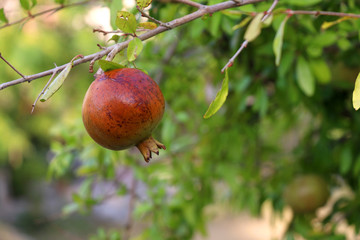 Pomegranate on the tree. Selective focus.
