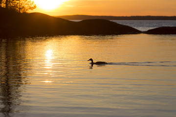 A duck is swimming across the water against a beautiful yellow sunset. Some branches are in the front blurry. Sun is going down in the background blurry.