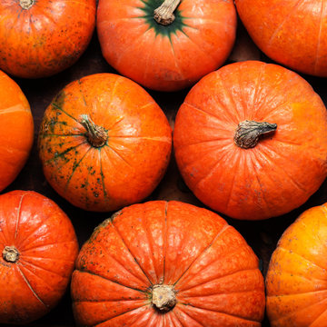 Autumn Pumpkin Thanksgiving Background - orange pumpkins over wo