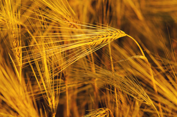 Field of ripe wheat on sunny summer day.