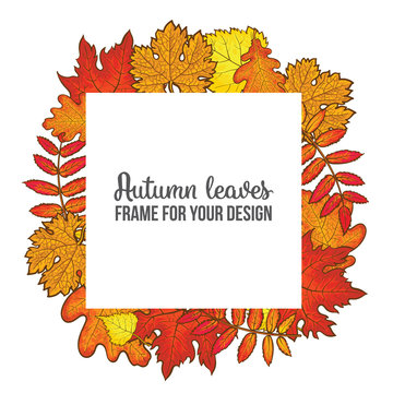 square frame with fall leaves, sketch style vector illustration isolated on white background. Red, yellow and orange maple, aspen, oak and rowan autumn leaves as a square frame