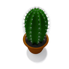 Cactus plant in isolated on white background