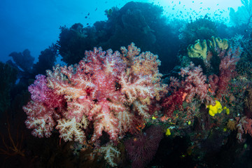 Fototapeta na wymiar Colorful Soft Corals Growing on Tropical Reef