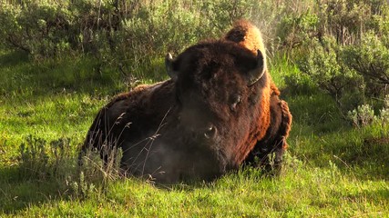 Yellowstone shot of many bison in meadow with blue skies and autumn colors. Yellowstone National Park, Wyoming and Montana, USA. 4K.