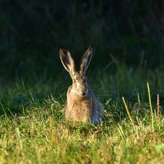 Wild brown hare with big ears sitting in a grass