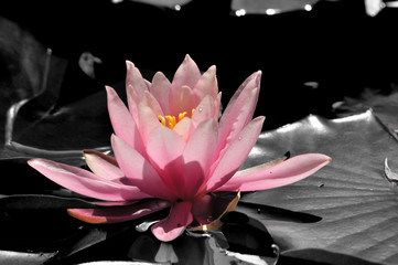 Seerose